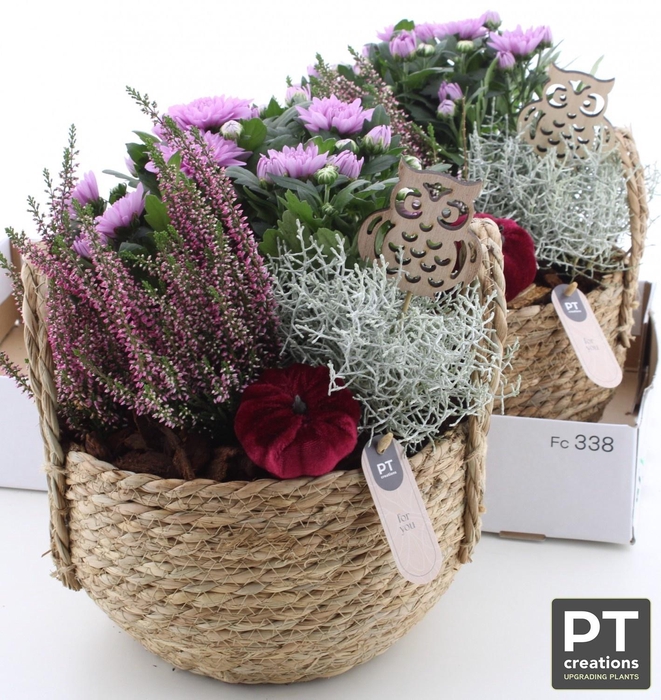 <h4>ARR GARDEN PT CHRYS X2</h4>