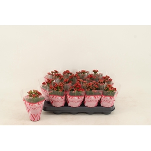 Kalanchoe Double Red