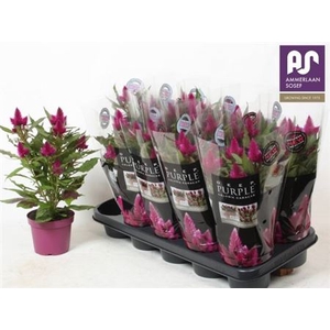 Cel Deep Purple