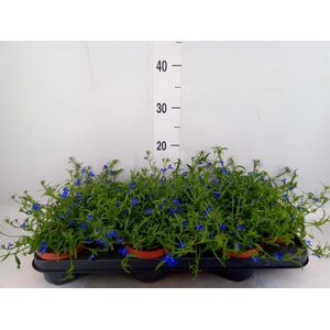 Lobelia erin. 'LagunTrail Dk Blue'