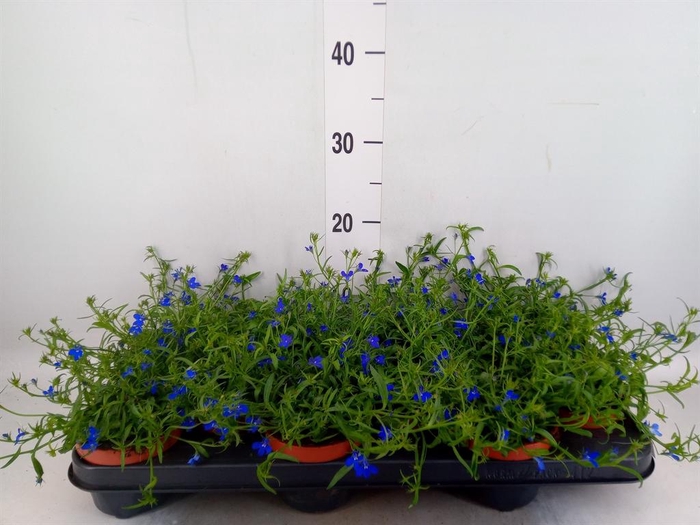 <h4>Lobelia erin. 'LagunTrail Dk Blue'</h4>