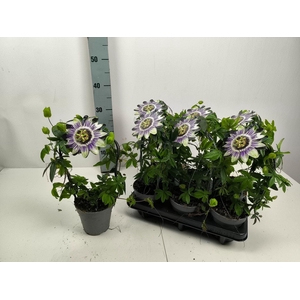 Passiflora caerulea