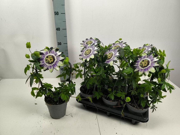 <h4>Passiflora caerulea</h4>