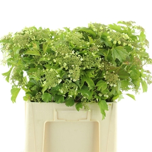 Viburnum Op Teller (5+ Kop)