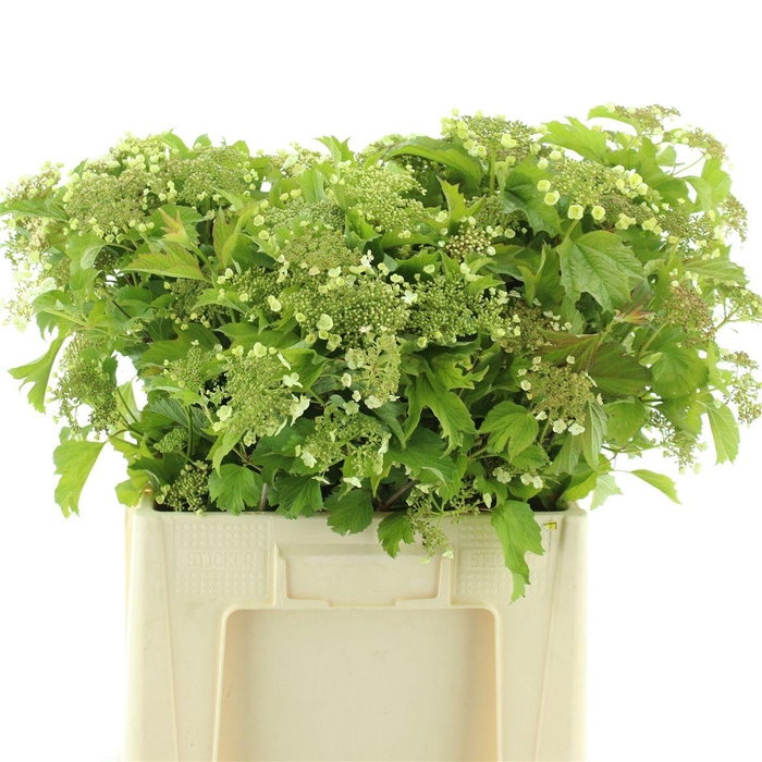 <h4>Viburnum Op Teller (5+ Kop)</h4>