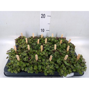 Callisia repens 'Turtle'