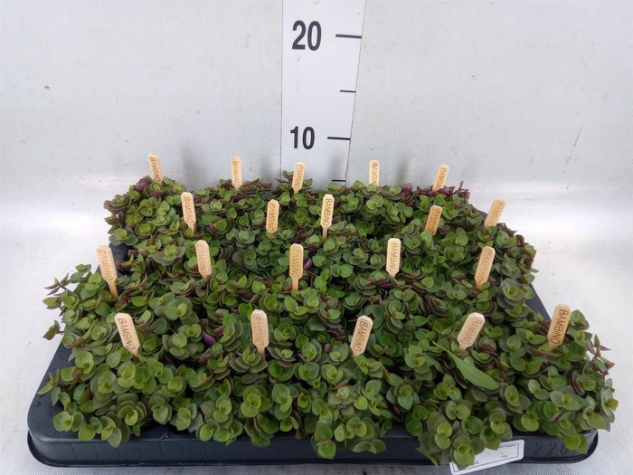 <h4>Callisia repens 'Turtle'</h4>