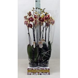 Phalaenopsis   ...yellow