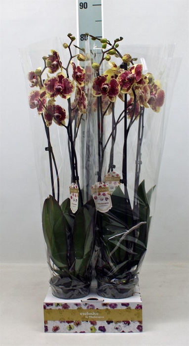 <h4>Phalaenopsis   ...yellow</h4>