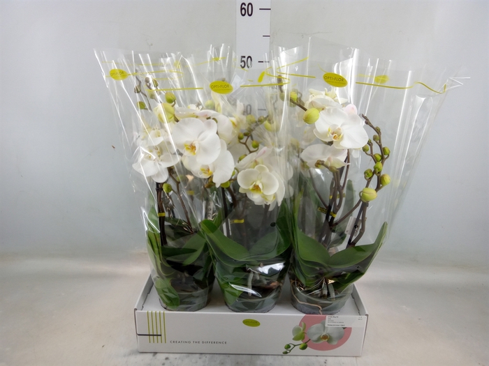 <h4>Phalaenopsis   ...white</h4>