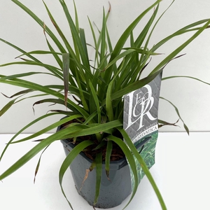 Graminées Luzula 'Sylvatica'