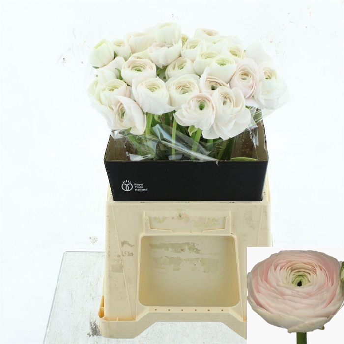 <h4>RAN SU HANOI</h4>