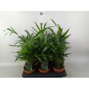 Chamaedorea cataractarum