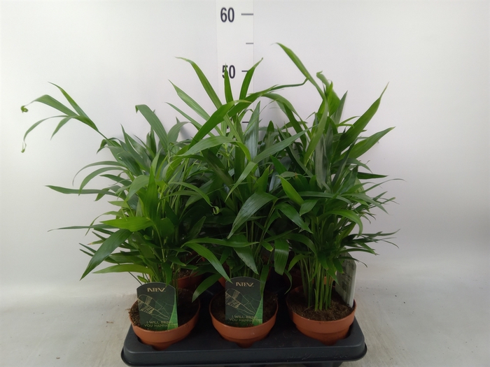 <h4>Chamaedorea cataractarum</h4>