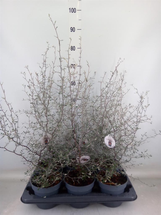 <h4>Corokia cotoneaster</h4>