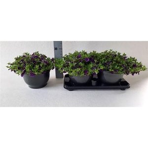 Calibrachoa Cabaret Dark Blue