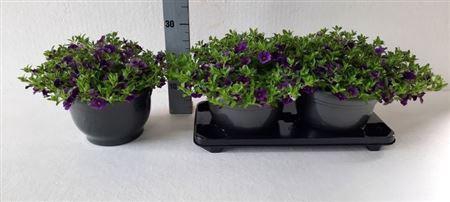 <h4>Calibrachoa Cabaret Dark Blue</h4>