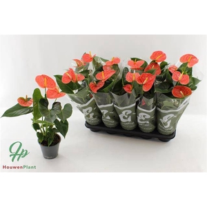 Anthurium Prince of Orange