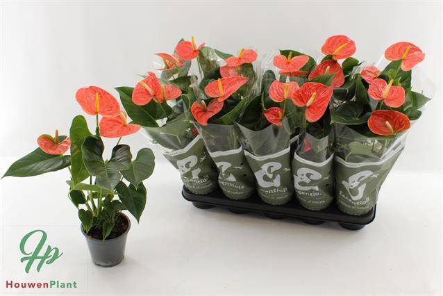 <h4>Anthurium Prince of Orange</h4>