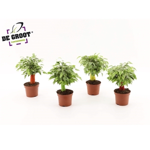 Ficus kinky jute (gekleurde stam)