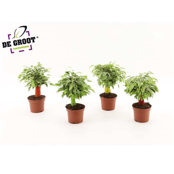 <h4>Ficus kinky jute (gekleurde stam)</h4>