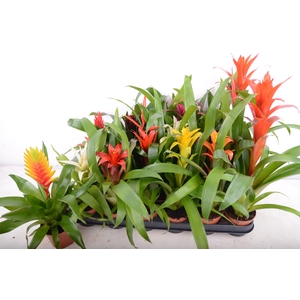 BROMELIA  GEM 14 SRT