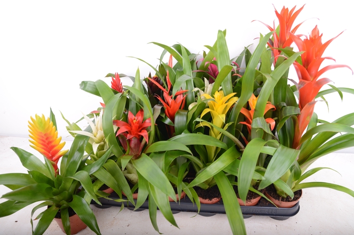 <h4>BROMELIA  GEM 14 SRT</h4>