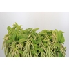 Amaranthus caudatus 'Green Pearls'