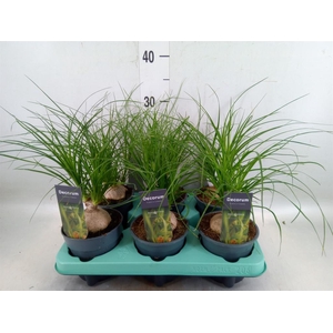 Beaucarnea recurvata