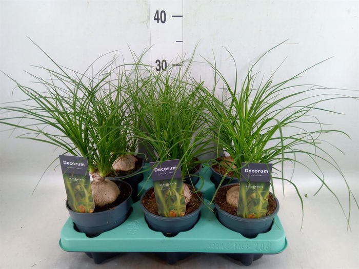 <h4>Beaucarnea recurvata</h4>