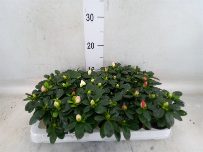 <h4>Rhododendron sim.   ...mix</h4>