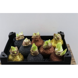 HIPP WAXED GLITTER COPPER MIX x8