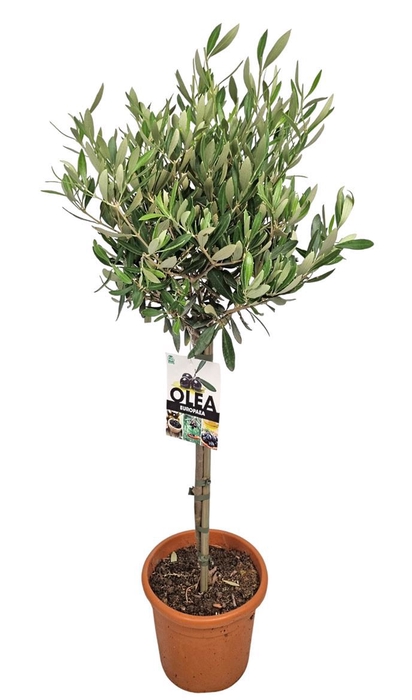 <h4>OLEA EUROPAEA</h4>
