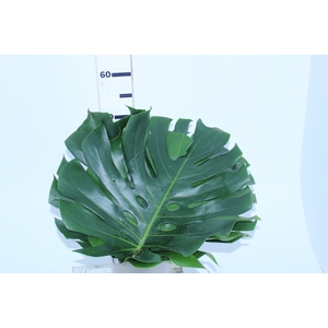 FOLHAGEM MONSTERA DELICIOSA