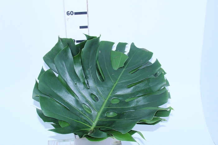 FOLHAGEM MONSTERA DELICIOSA