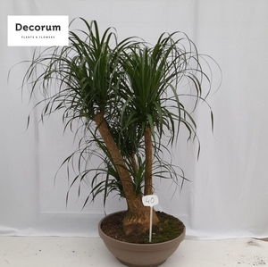 Beaucarnea vertakt op nummer 40