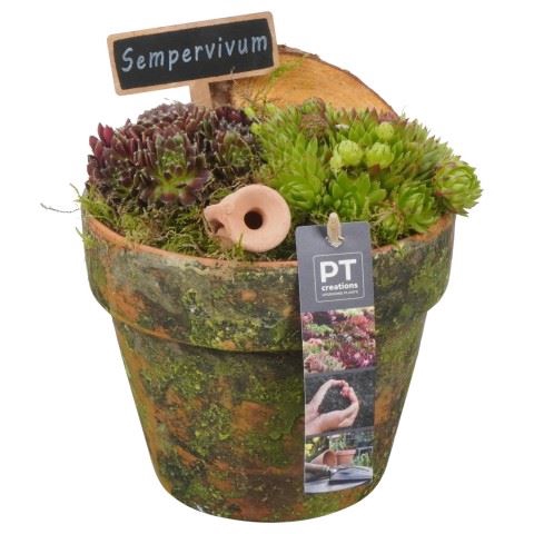 <h4>Arr.  Sempervivum L%</h4>