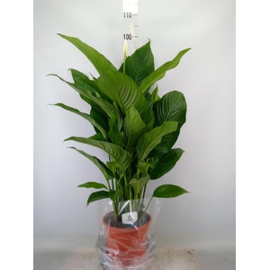 Spathiphyllum  'Sweet Lauretta'