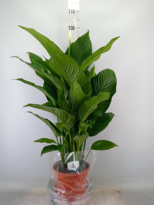 <h4>Spathiphyllum  'Sweet Lauretta'</h4>