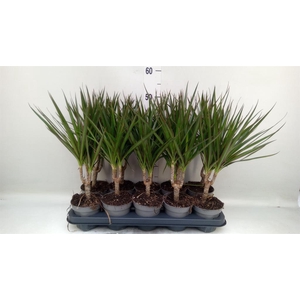 Dracaena marg.