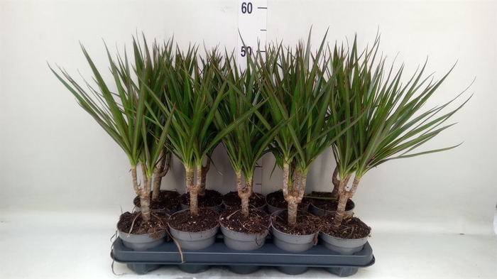 <h4>Dracaena marg.</h4>