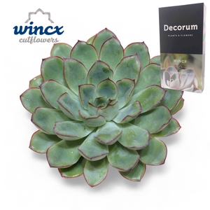 Echeveria Pulidonis Grey Cutflower Wincx-10cm