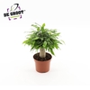 Ficus Green Kinky