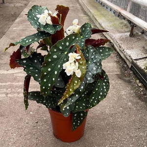 BEGONIA MACULATA P19