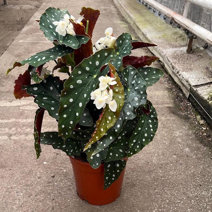 <h4>BEGONIA MACULATA P19</h4>