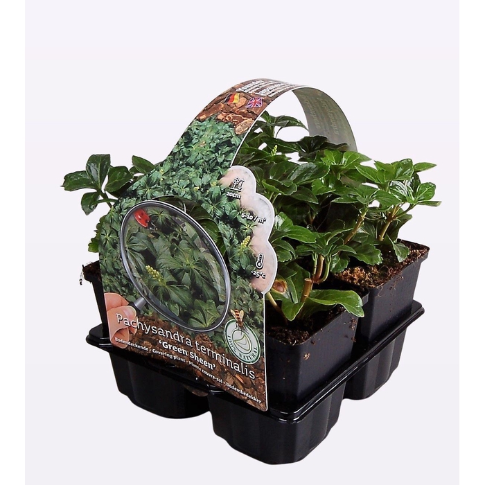 <h4>Pachysandra term. 'Green Sheen'</h4>