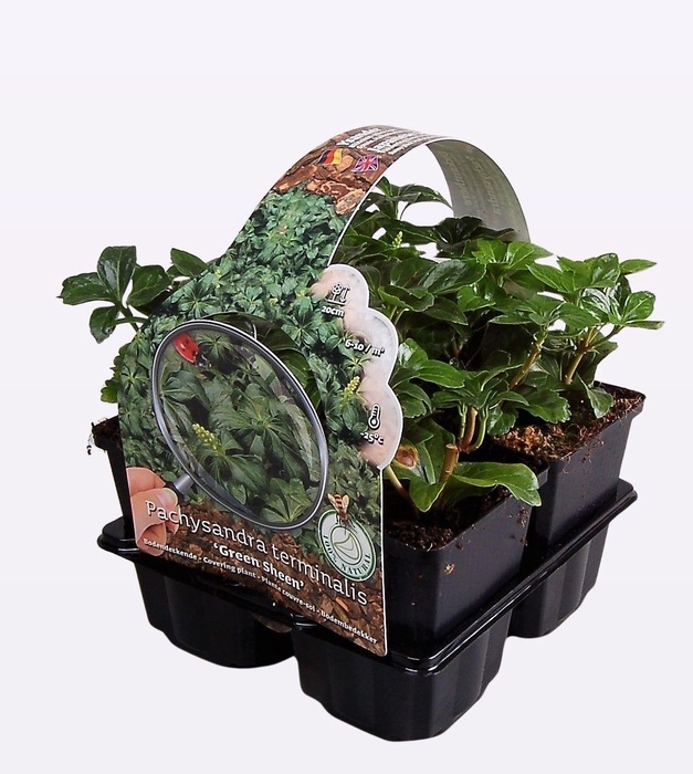 Pachysandra term. 'Green Sheen'