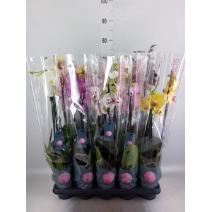 Phalaenopsis   ...mix  7
