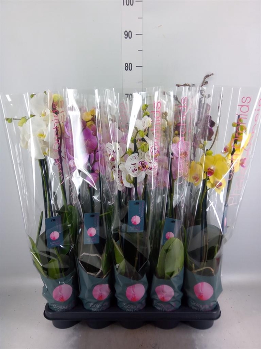 <h4>Phalaenopsis ...mix 7</h4>