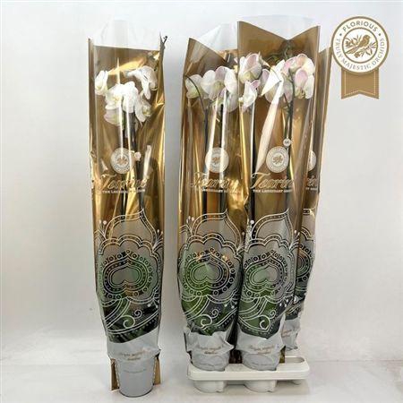 <h4>PHAL WHITE 2 TAK XL</h4>